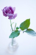 4 青いバラ